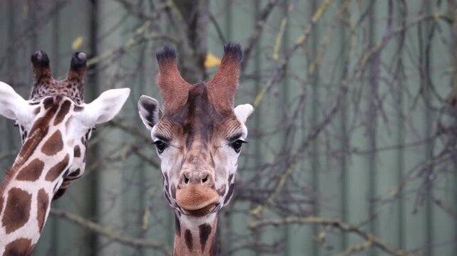 Intense Giraffe Staring and Chewing the Cud, Close Up