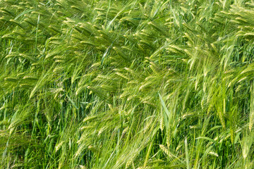 Fototapeta premium Horizontal close-up of green barley stalks and ears intertwined, creating a natural, organic texture. Great for botanical patterns, eco-friendly backgrounds, and nature photography.