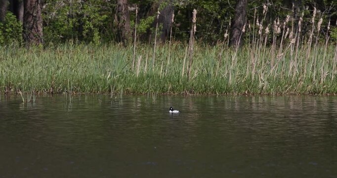 Common goldeneye duck swimming on a calm lake water against a green reed shore background