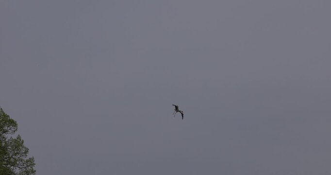 White stork flying and preparing for landing in the sky, slow motion, distant shot