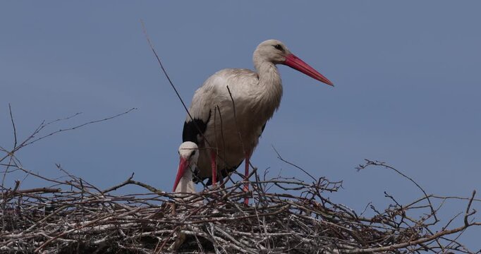 Pair of white storks in a large stick nest against a blue sky background, nesting behavior