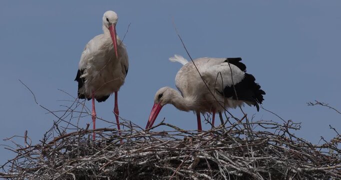 Pair of white storks in a large stick nest against a blue sky background, nesting behavior