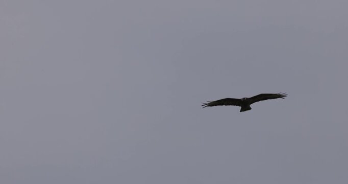 Common buzzard flying high in the grey cloudy sky