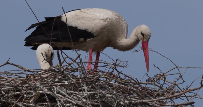 Pair of white storks in a large stick nest against a blue sky background, nesting behavior
