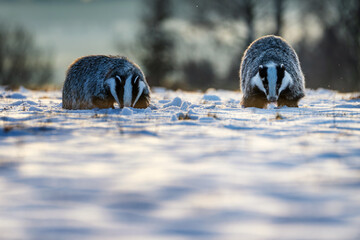 Two European badgers foraging for food in the snow during winter. Wild animals with black and white striped heads searching the snowy ground in beautiful rim light at dusk or dawn. © Rudolf