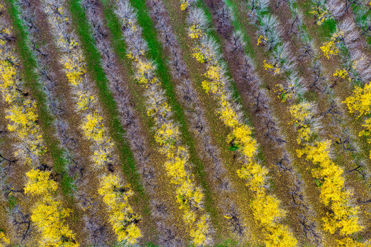 Aerial downward view of a productive pecan orchard at Biniguy, NSW, showing orderly rows of mature trees at different growth stages. Some trees are covered in bright yellow catkins