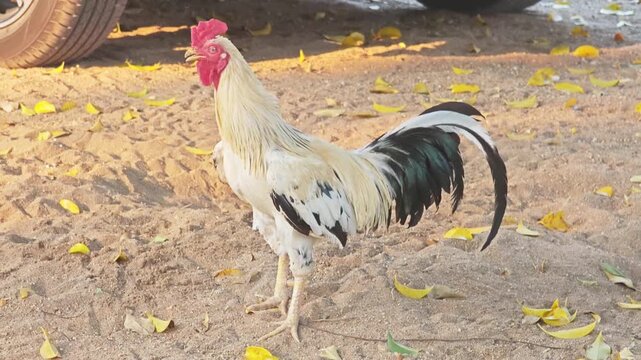 Majestic white and black rooster standing on the ground in a farm.