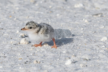 Baby Tern Chick Walking on Sandy Beach. Fluffy Newborn Shorebird Wildlife Photography © ABs Vector Design