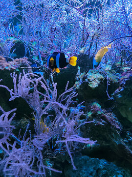 Two small tropical fish swim in the deep sea, ocean, aquarium, among reefs and underwater algae
