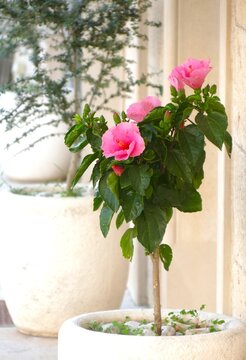 Pink hibiscus flower in a decorative ceramic pot in street of a Mediterranean city, summer flower background 