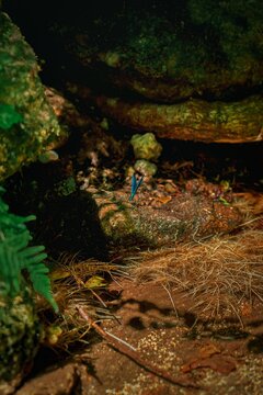 Blue Damselfly Resting on Green Fern Frond &ndash; Macro Nature Wildlife Photography