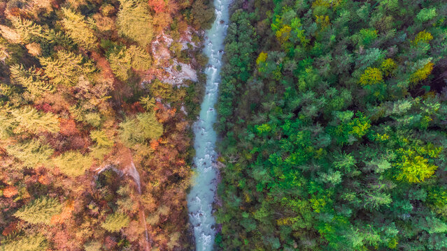 Stunning top-down aerial view of turquoise river splitting a forest in half, showing a striking color contrast between green and golden yellow foliage.