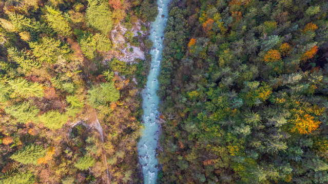 Vibrant top-down aerial view of turquoise mountain river cutting through colorful autumn forest foliage in Vajont valley, Italy.