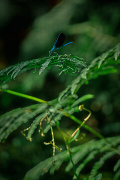 Blue Damselfly Resting on Green Fern Frond &ndash; Macro Nature Wildlife Photography