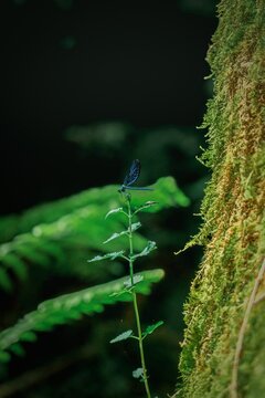 Blue Damselfly Resting on Green Fern Frond &ndash; Macro Nature Wildlife Photography