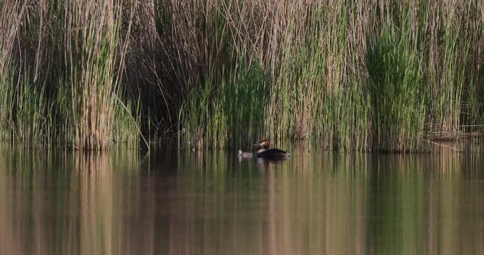 Great crested grebe with its chick swimming and preening feathers on a calm lake water, low angle view, distant shot