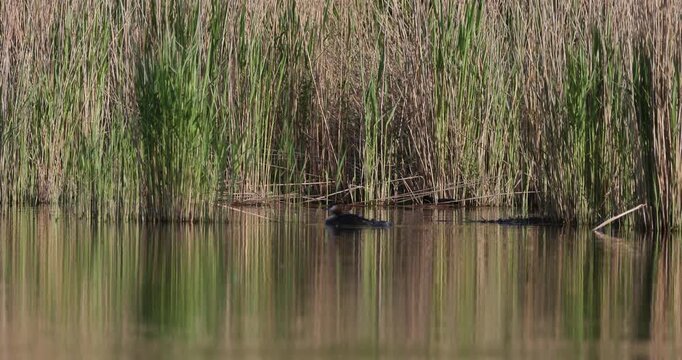 Great crested grebe chick trying to climb on its parent's back on a calm lake water, low angle view, distant shot