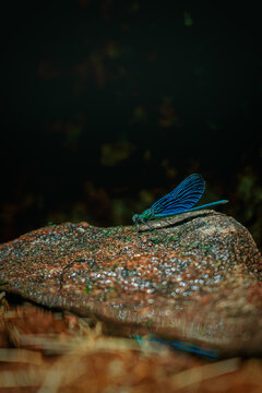 Blue Damselfly Resting on Green Fern Frond &ndash; Macro Nature Wildlife Photography