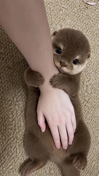 Adorable baby otter hugging a human arm during a playful interaction captured in this charming high definition motion video footage