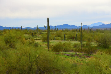 Obraz premium Old Saguaro Cactus Sonora desert Arizona