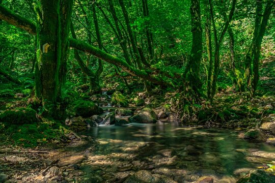 Enchanted Moss-Covered Forest with Crystal Clear Stream &ndash; Magical Nature Scene