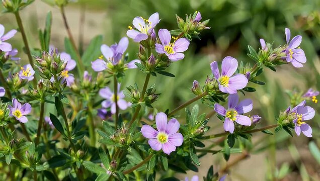 Close up 4K macro footage of Thymus serpyllum commonly known as Breckland thyme showcasing leaf textures botanical detail natural sunlight botanical nature stock 