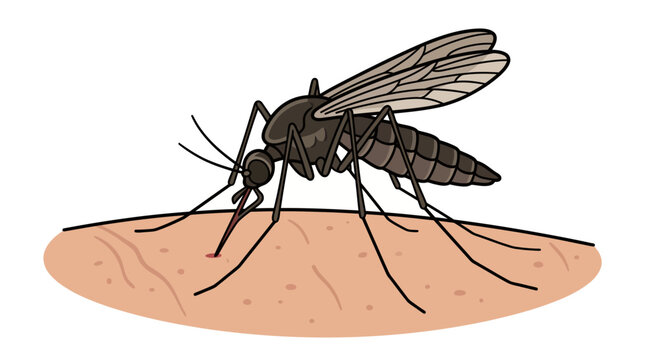 Vector illustration of a black mosquito biting human skin isolated on white background