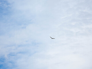 Obraz premium Single wild bird flying high in the blue sky with soft white clouds background