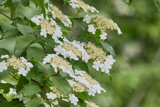 Blooming Guelder Rose branches in spring