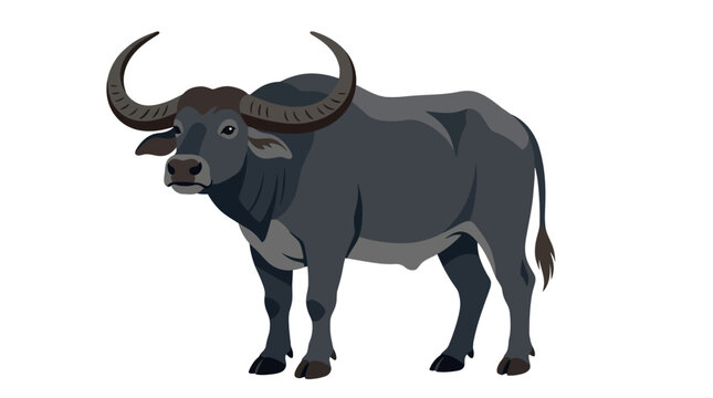 African Wild Water Buffalo Standing.