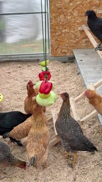 Curious hens peck feed beside a hanging vegetable treat in a chicken coop. Farm life, healthy livestock, sustainable agriculture, rural lifestyle, organic farming.