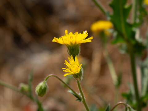 Close up side view of small yellow hawkweed flowers blooming in a sunny field