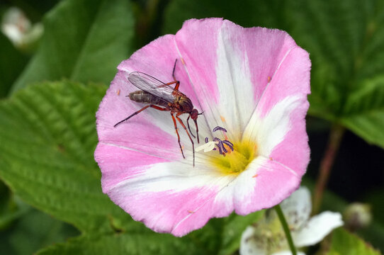 Ackerwinde, wei&szlig;-rosa Bl&uuml;te mit Tanzfliege. Die Bl&uuml;ten &ouml;ffnen sich nur f&uuml;r einen einzigen Tag, oft nur bei sonnigem Wetter. Wichtige Nektarquelle f&uuml;r Insekten.