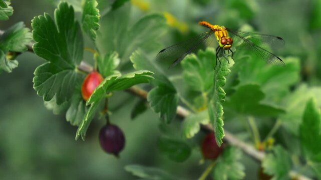 Yellow dragonfly sitting on a gooseberry branch. Summer vibes. Nature background