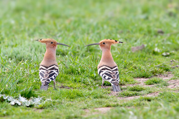 Two Eurasian hoopoes (Upupa epops) standing opposite each other on a green lawn, displaying their beautiful plumage. © VOLODYMYR KUCHERENKO