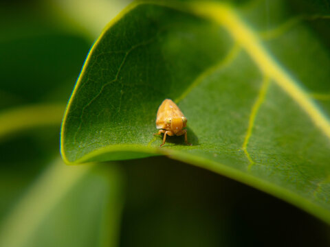 Macro shot of a tiny yellow planthopper insect sitting on a green leaf face to face
