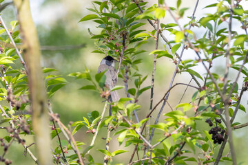 Naklejka premium Male Blackcap in Spring Foliage