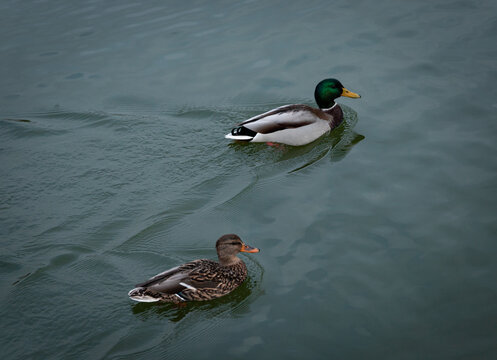 Mallard duck pair swimming together on calm green water