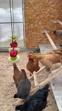 Free range chickens feed inside a wooden coop with fresh vegetables. Organic farming, animal welfare, countryside living, sustainable agriculture, healthy food.