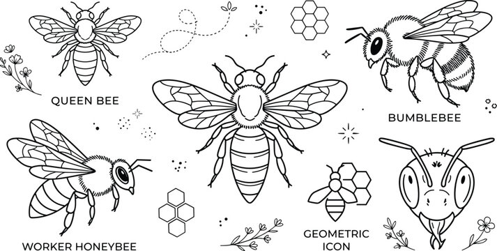 Honey bee types outline vector icon collection with queen bumblebee worker honeycomb and flower elements on white