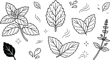 Mint leaves outline vector icon collection with fresh basil sprig and aromatic herbs on white background © MdNipon