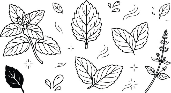 Mint leaves outline vector icon collection with fresh basil sprig and aromatic herbs on white background