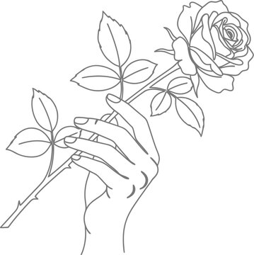 Minimalist continuous line drawing of hand holding rose vector