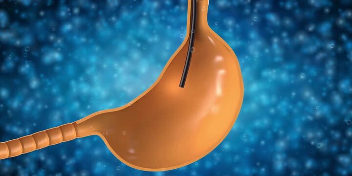 A detailed animated visualization depicting the human digestive system's stomach, showcasing internal structure with a medical instrument for potential diagnostic or therapeutic procedures