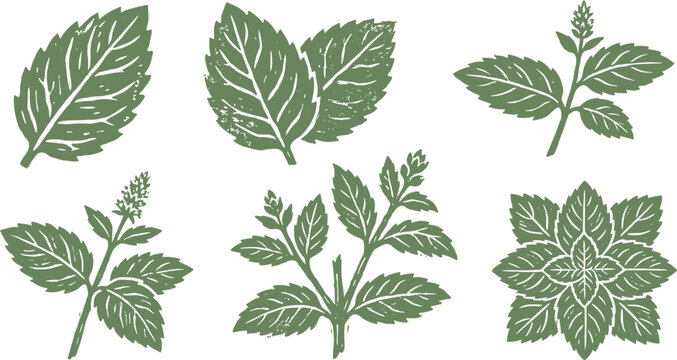 Mint Leaf Set with Herb Branch and Sprig Flat Vector Illustration Collection