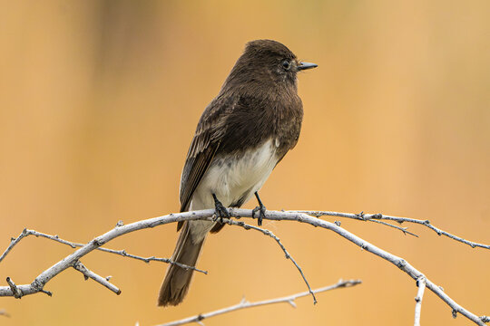 Black Phoebe (Sayornis nigricans) Photo, Perched