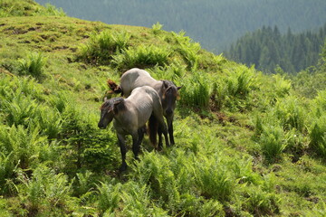 Pferde grasen auf einer Bergwiese zwischen großen Farnwedeln © Grubärin