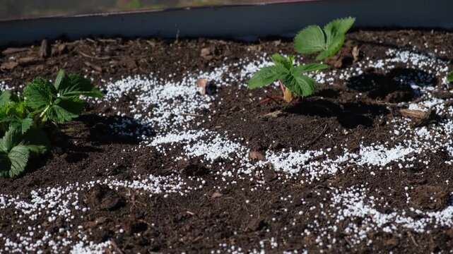 White fertilizer mineral granules scattered around young green strawberry seedlings. Rich topsoil, sunny outdoor. Soil infused fertilizers supports plant development. Garden area, fertilized plants