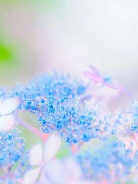 白い花。繊細な水色の真花。美しいガクアジサイの装飾花と両性花（真花）のクローズアップ。爽やかな色合い。梅雨から初夏の公園や花壇を彩るアジサイのある風景。