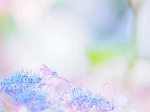白い花。繊細な水色の真花。美しいガクアジサイの装飾花と両性花（真花）のクローズアップ。爽やかな色合い。梅雨から初夏の公園や花壇を彩るアジサイのある風景。